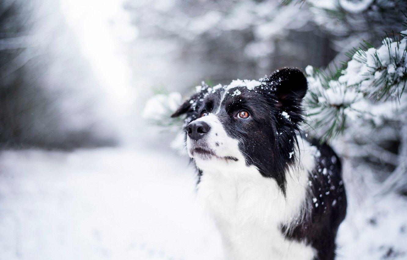 1332x850 Wallpaper winter, look, face, dog, bokeh, The border collie