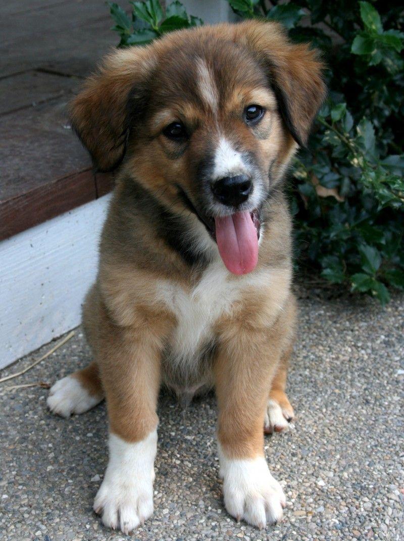 800x1071 Pin On Farm Collie Farm Shepherd