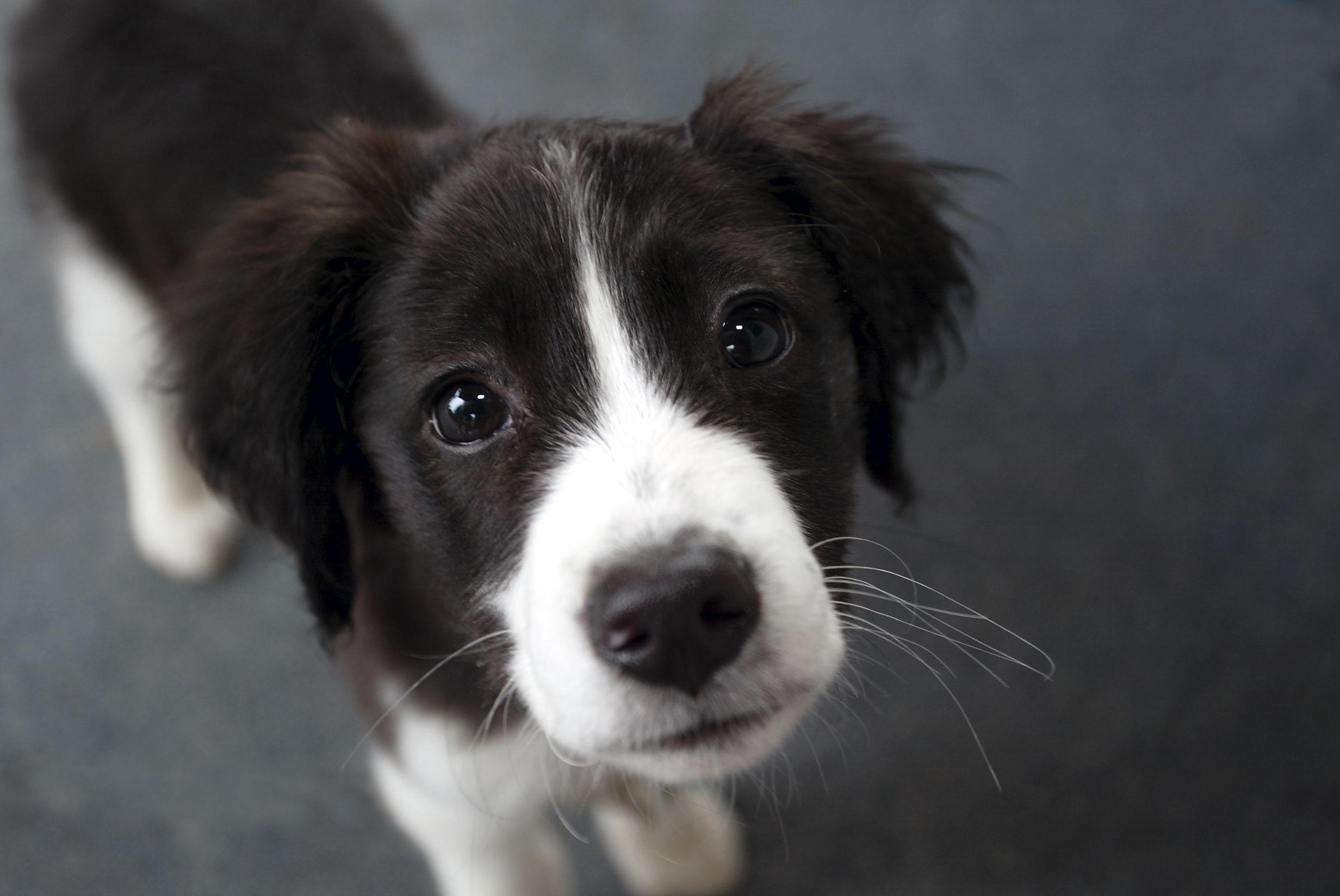 Border Collie Wallpapers - Top Free Border Collie Backgrounds ...