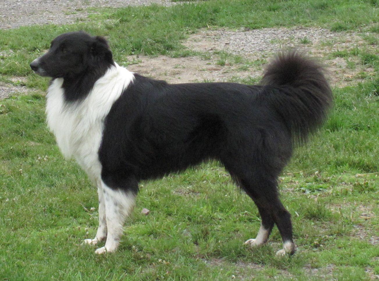 1303x967 English Shepherd dog side view photo and wallpaper