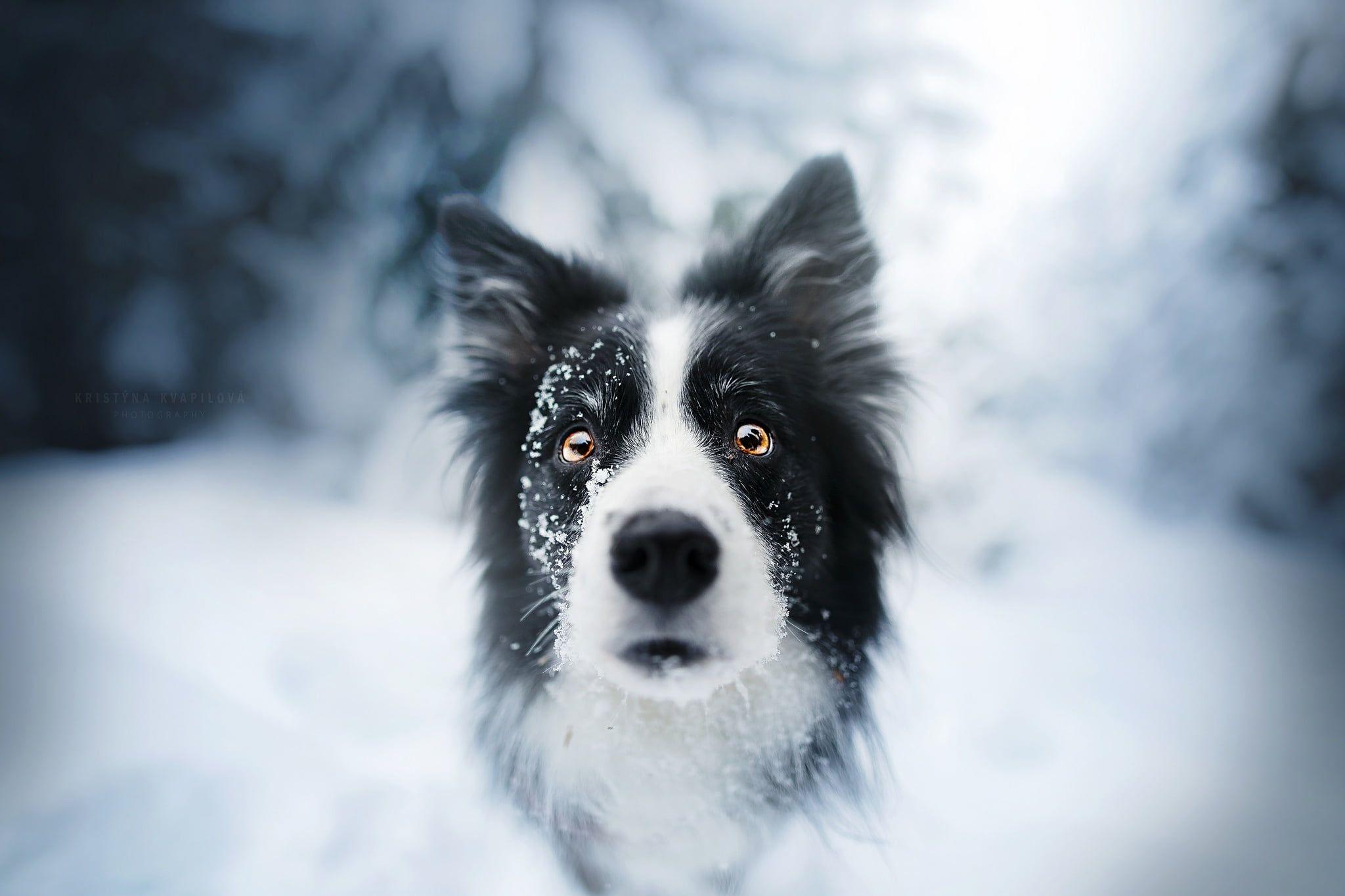 2048x1365 Adult black and white border collie, animals, dog, face