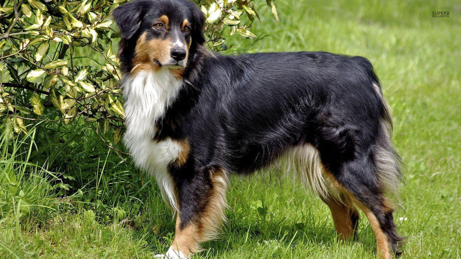 1600x900 Australian Shepherd