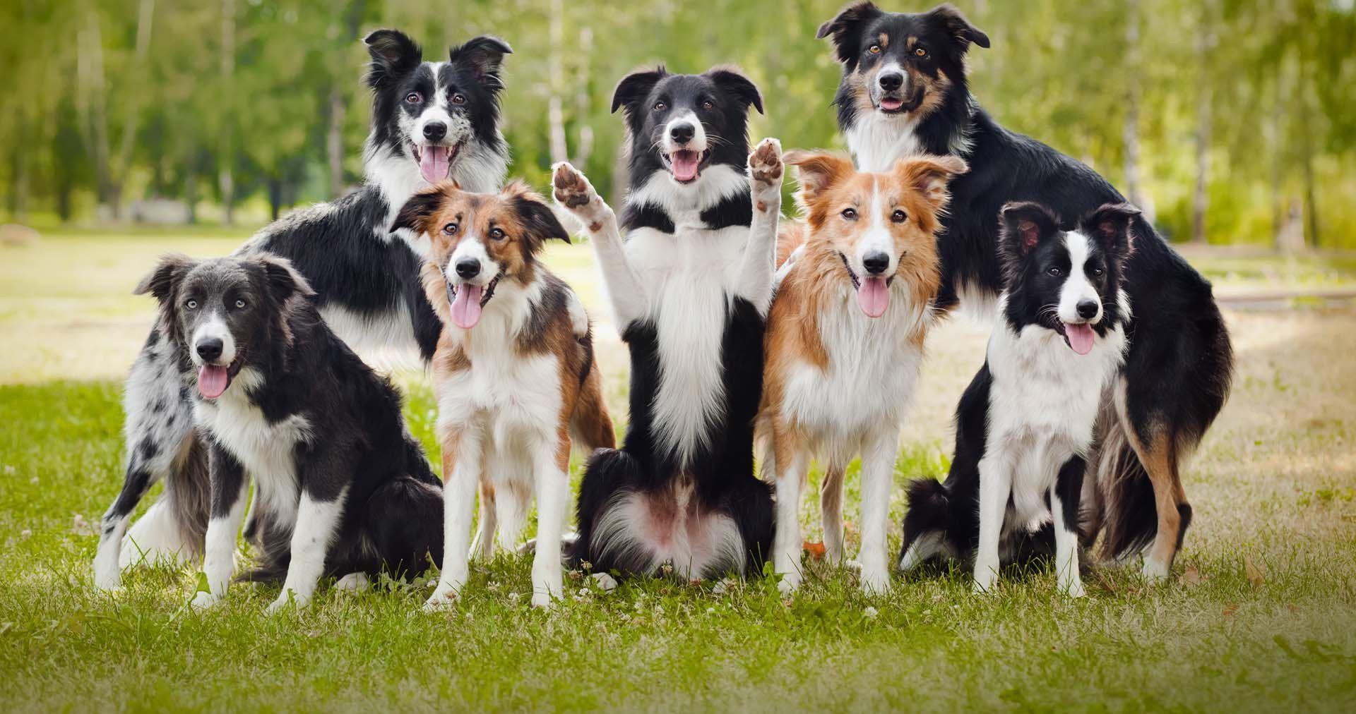 1920x1012 Border Collie Wallpaper 19 X 1012