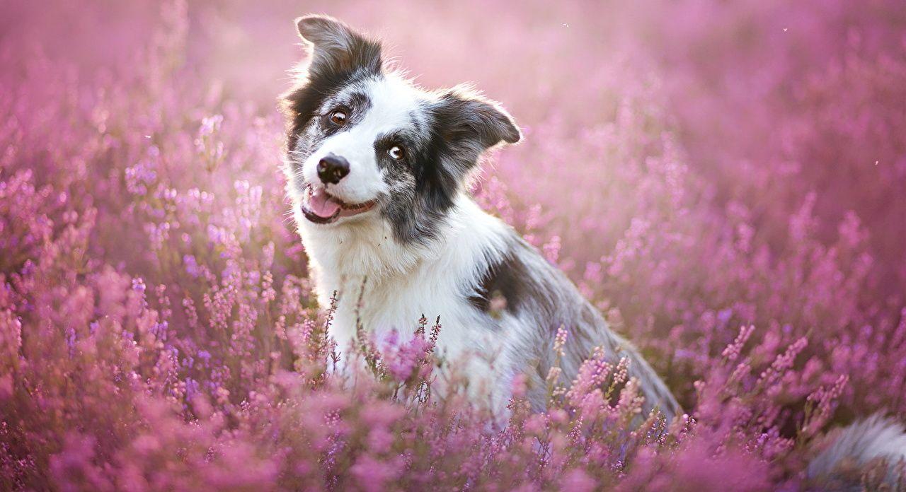 1280x696 Wallpaper Border Collie dog Glance Animals