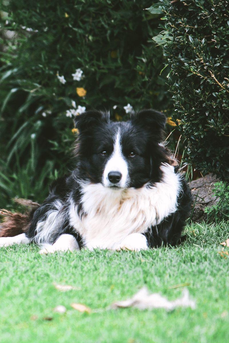 800x1200 Download wallpaper 800x1200 border collie, dog, lies