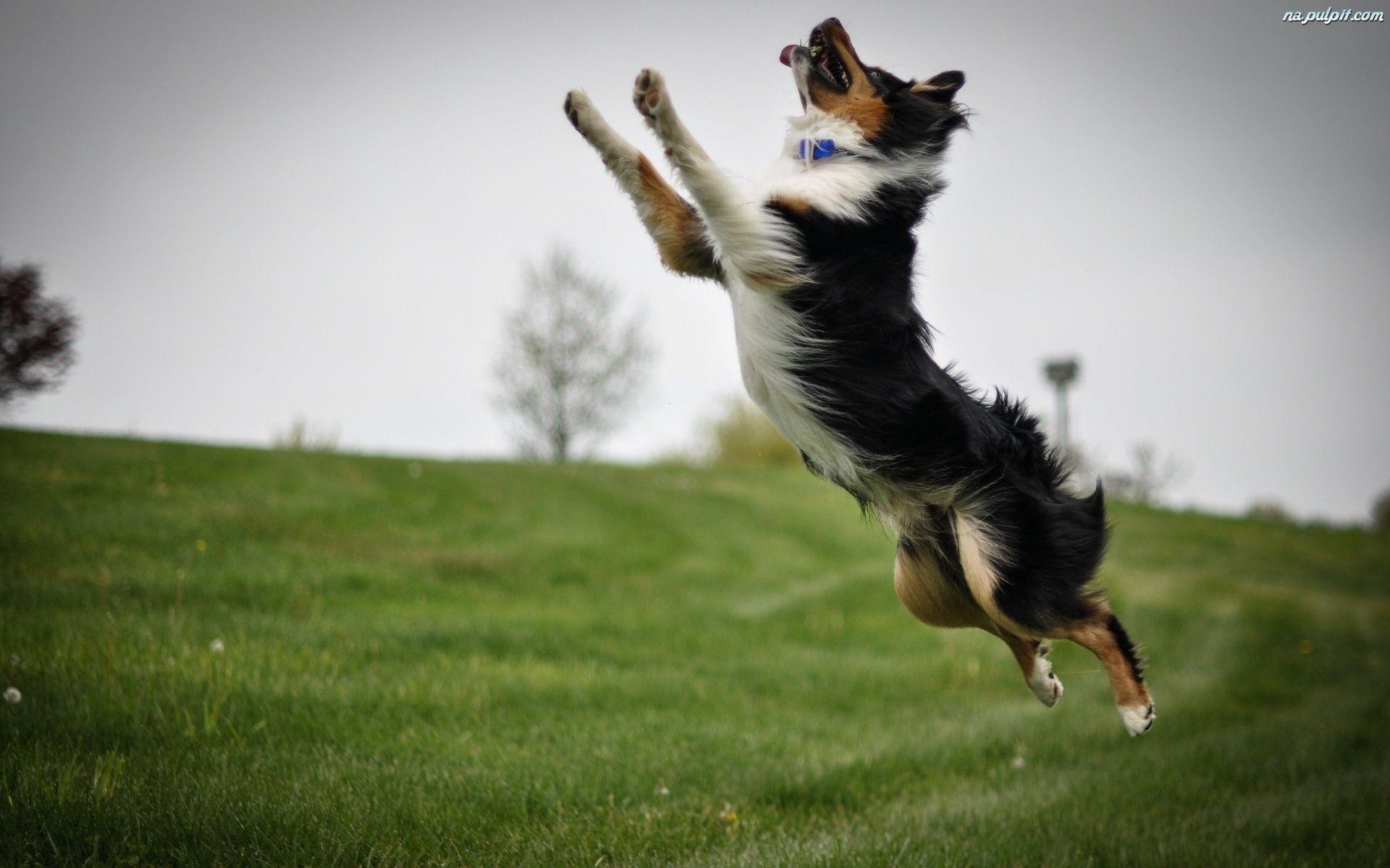1920x1200 Psy. Border collie, Collie, English