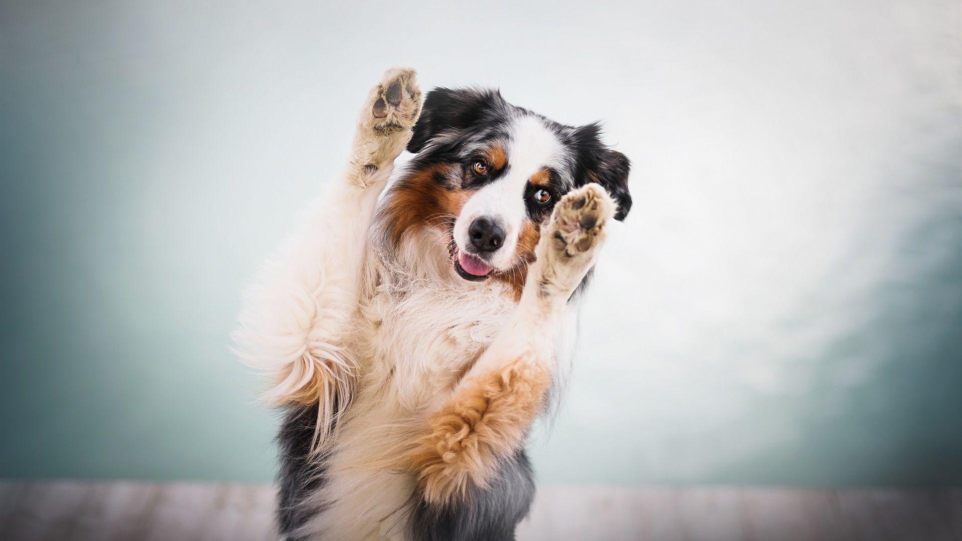 1920x1080 Wallpaper Australian shepherd, dog, paws 1920x1200 HD