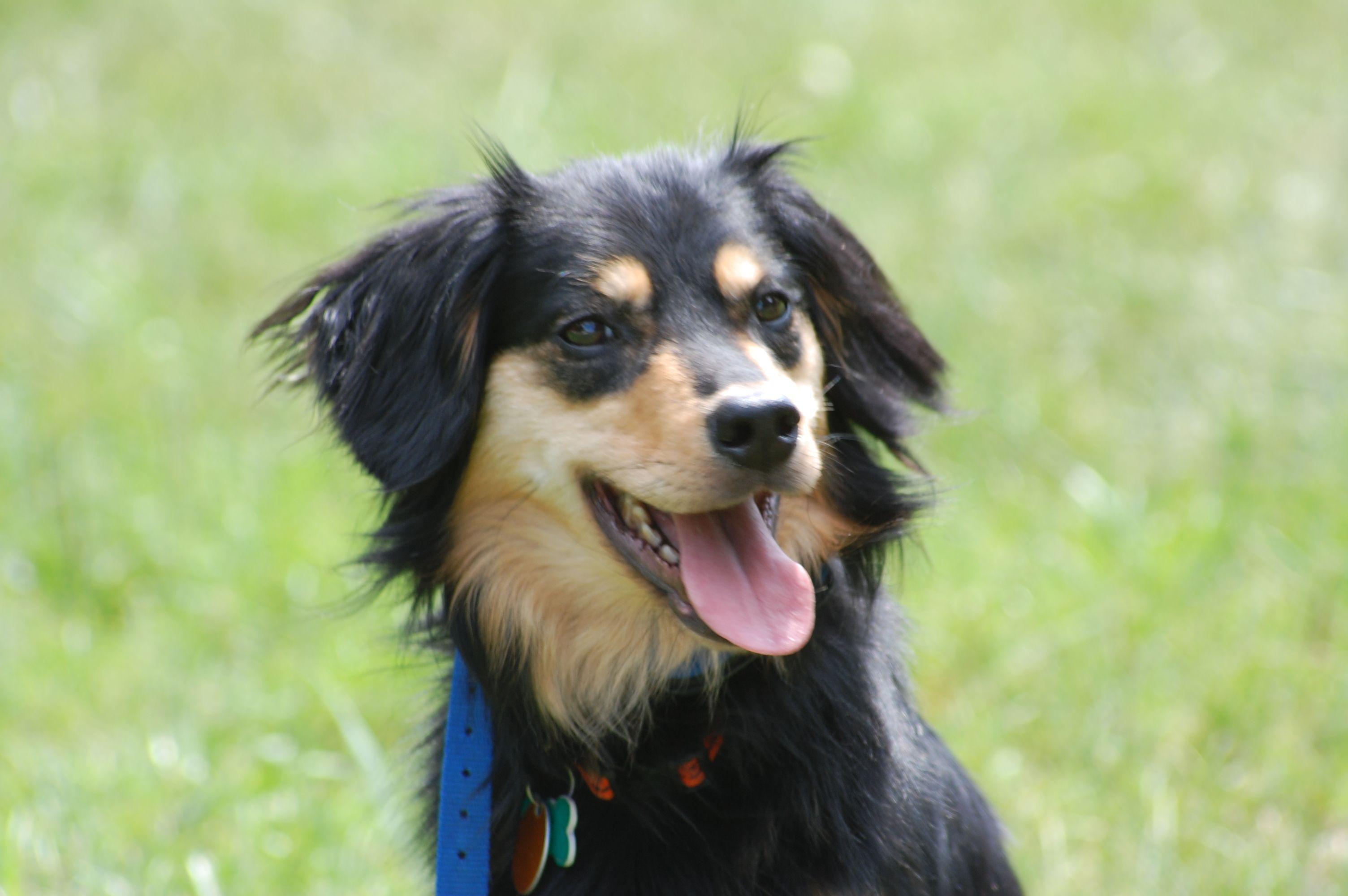 3008x2000 Best English Shepherds image. English shepherd