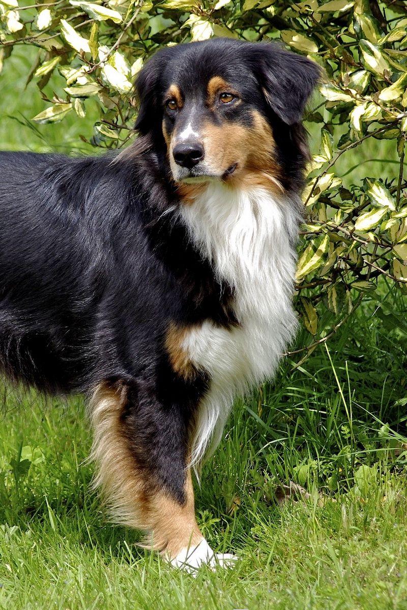 800x1200 Download wallpaper 800x1200 australian shepherd, furry