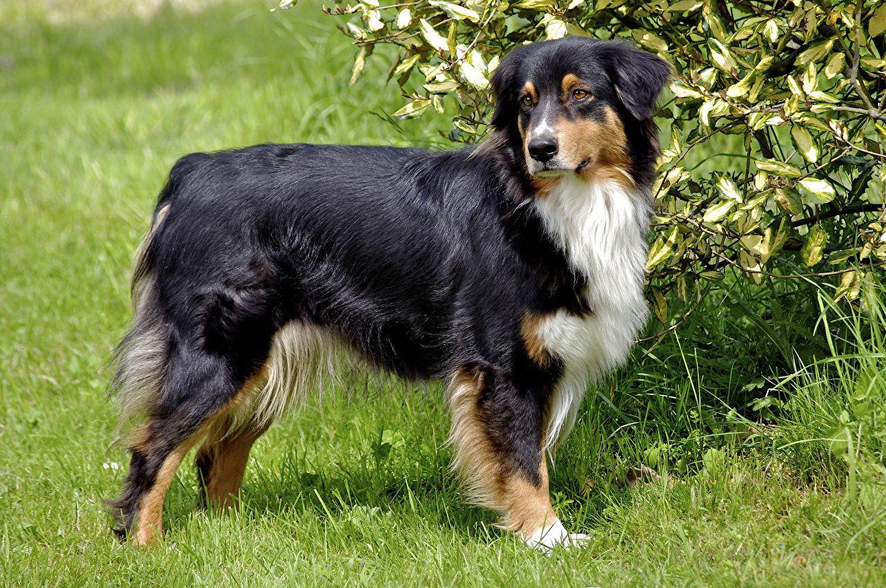 1280x850 Picture Shepherd aussie dog Dogs Grass animal
