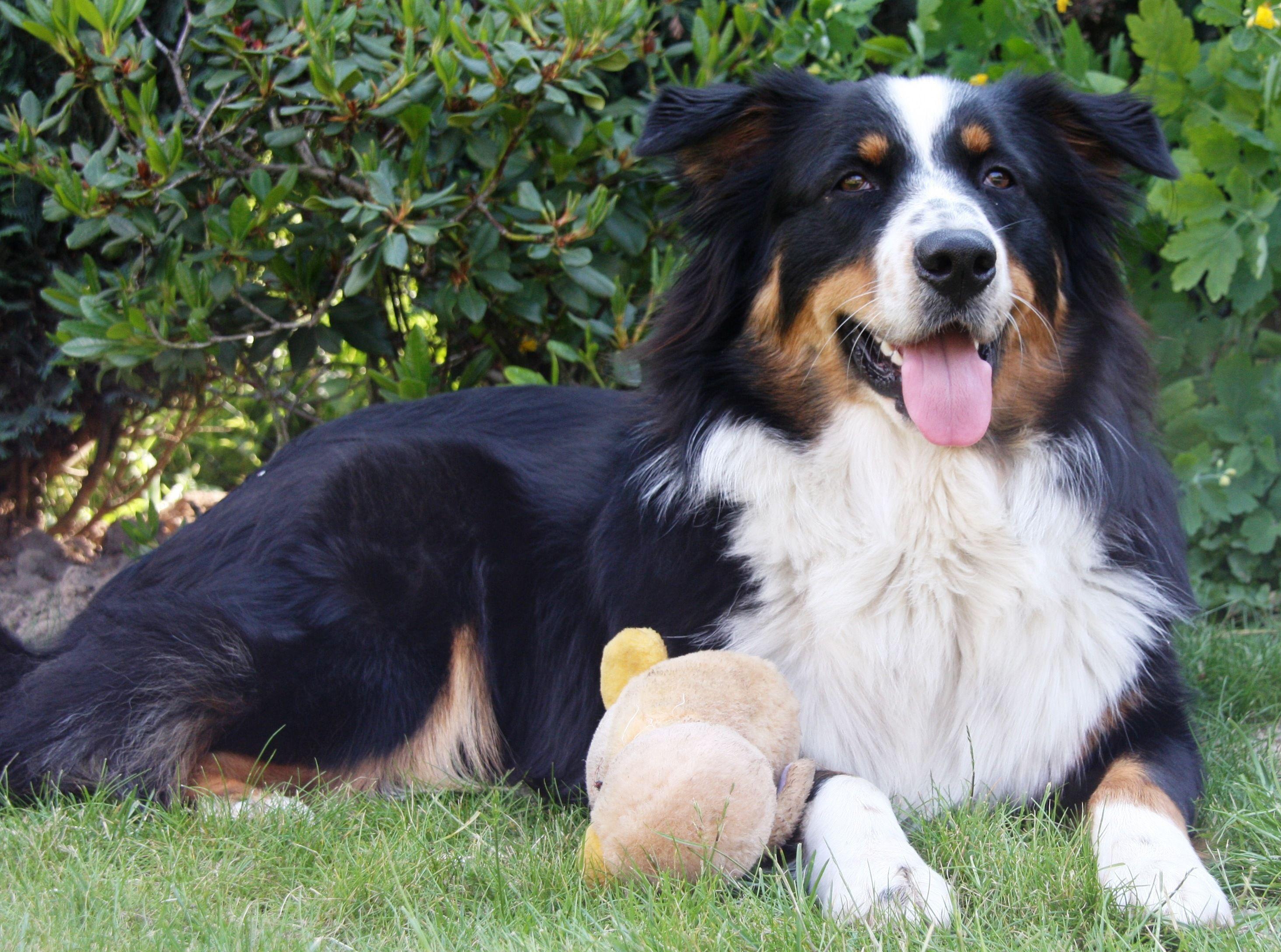 2929x2176 Australian Shepherd dog with a toy wallpaper and image