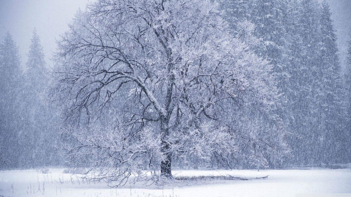 1366x768 Despite The Falling Snow HD Wallpaper