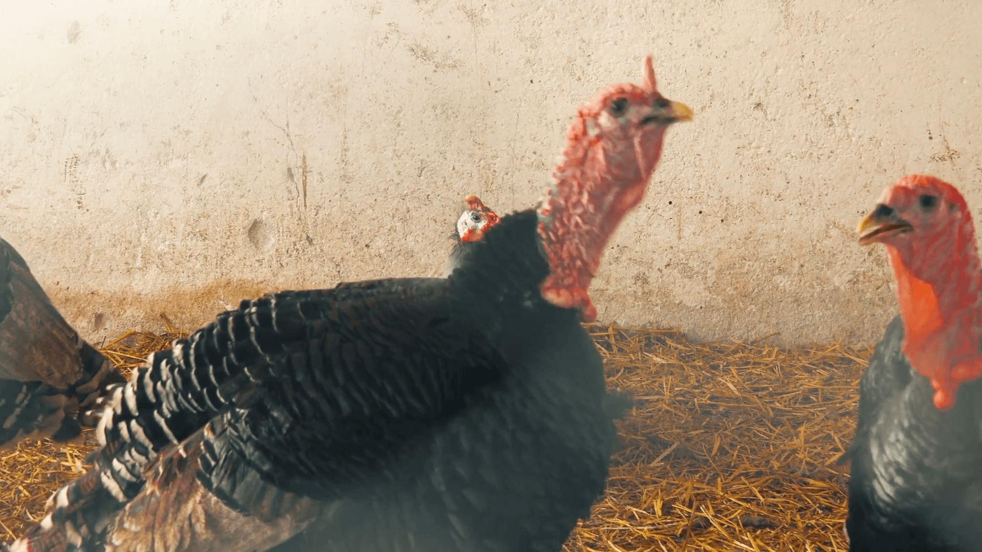 1920x1080 Flock of adult turkey birds on a farm, turkey poultry farming
