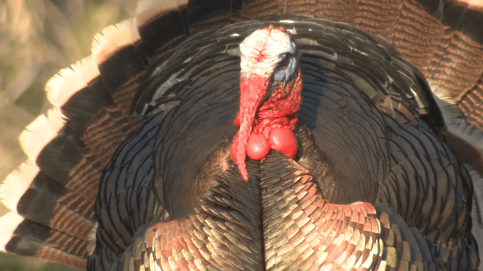 1920x1080 Turkey Male Adult Breeding Spring Stock Video Footage