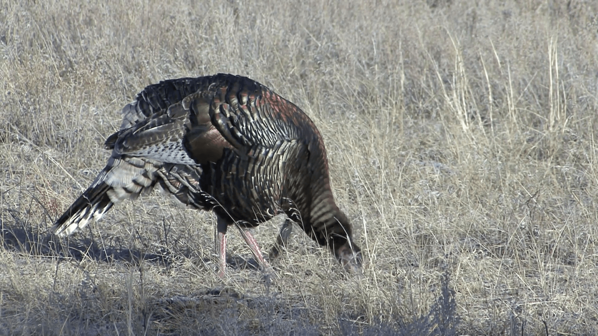 1920x1080 Turkey Male Adult Feeding Winter Gobbler Closeup Stock Video Footage