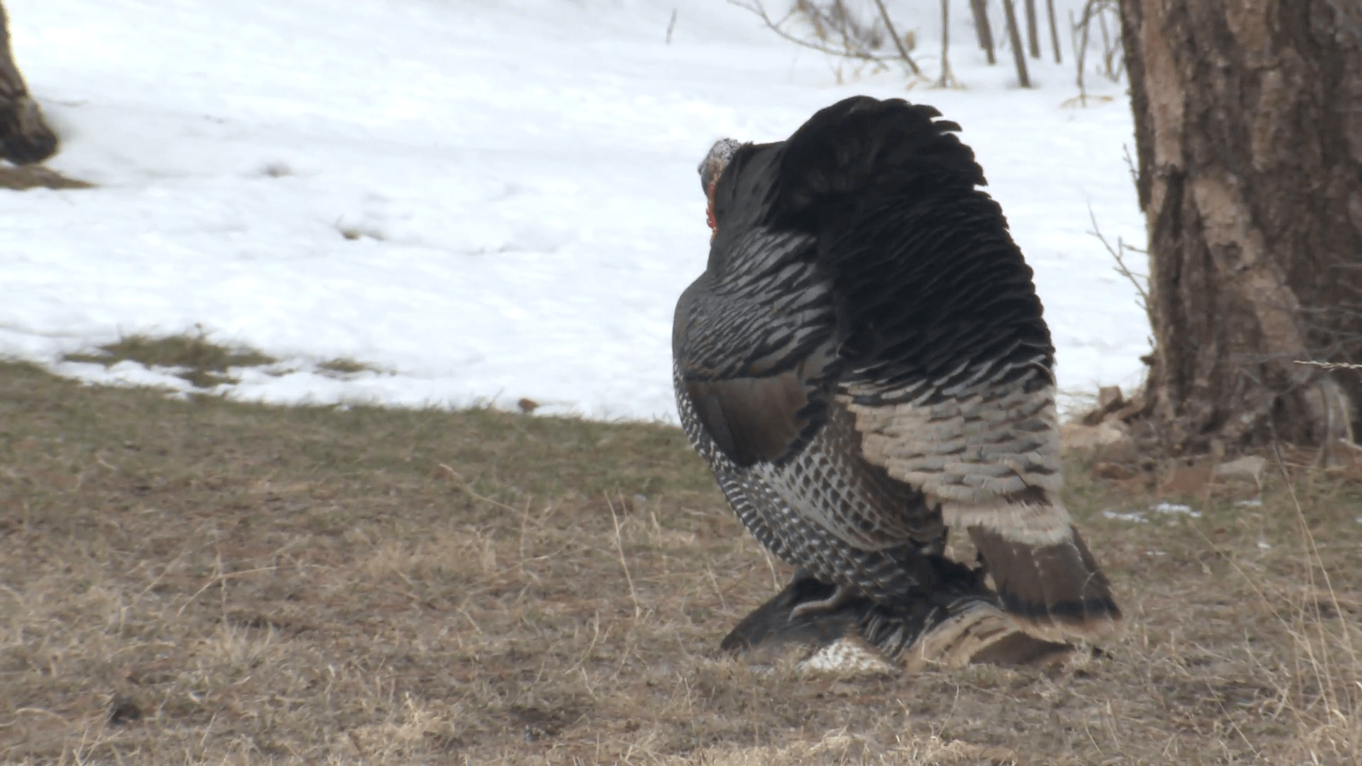 1920x1080 Turkey Male Female Adult Pair Mating Spring Reproduction Sex Stock