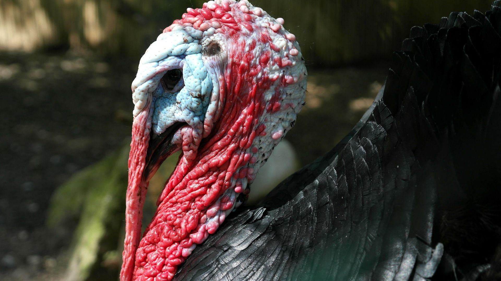 1920x1080 Turkey Snoods Infinite Spider