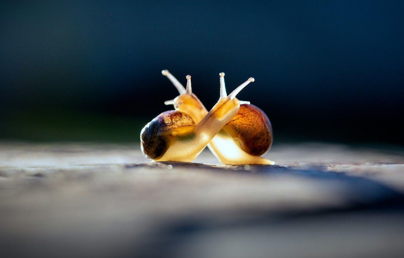 1332x850 Wallpaper macro, light, love, blue, yellow, pose, the dark
