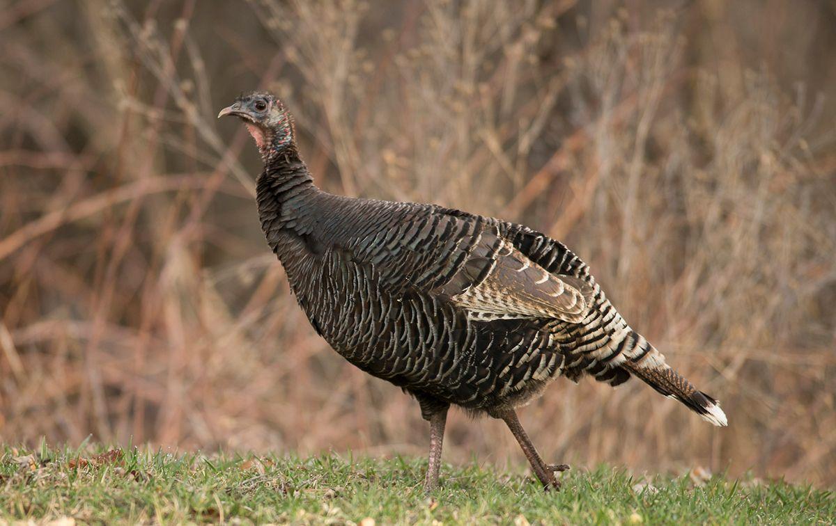 1200x756 Reasons to Shoot a Legal Fall Turkey Hen (© John Hafner photo)