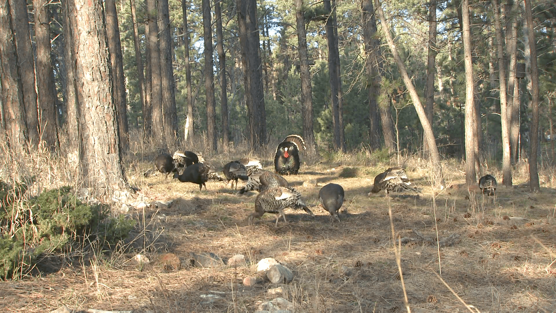 1920x1080 Turkey Male Female Adult Flock Breeding Spring Zoom In Stock Video