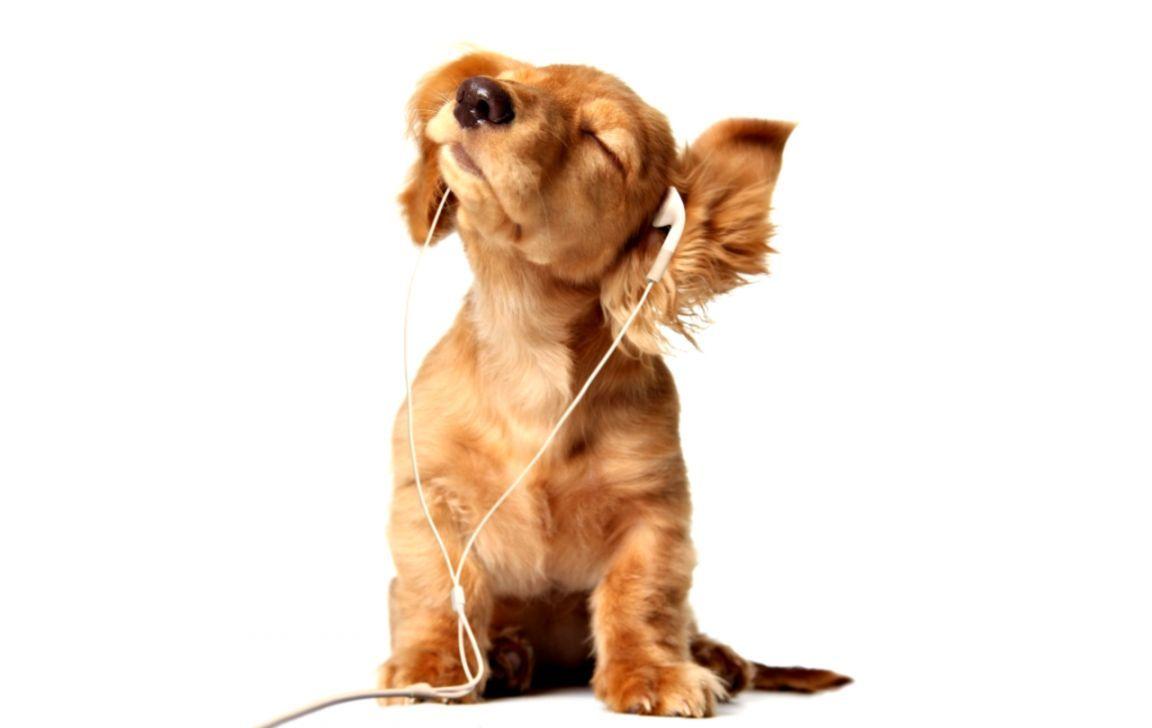 1152x728 Wallpaper Of Puppies. Best Wallpaper HD Gallery
