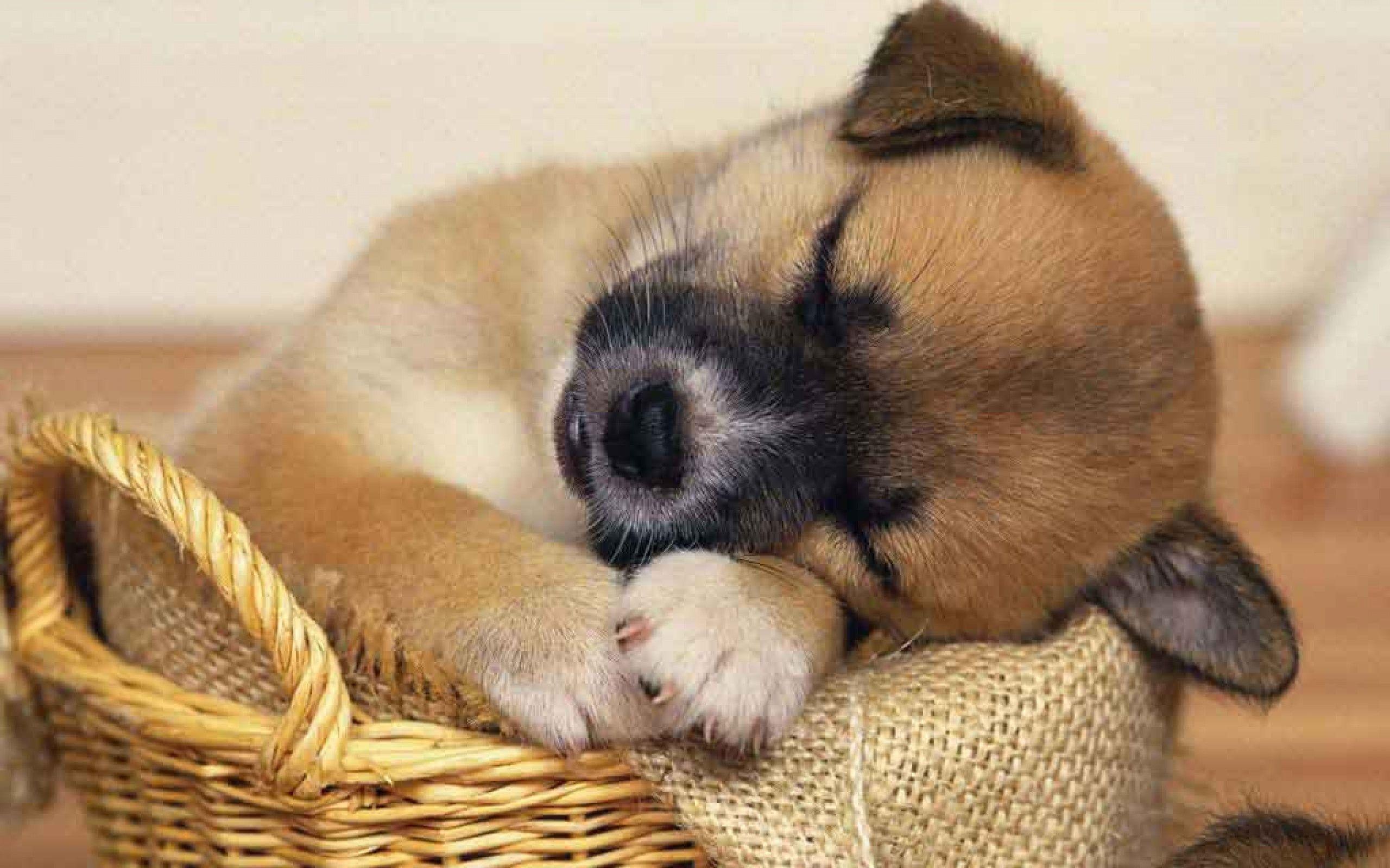 Hình nền con chó con 2560x1600 HD - Good Night Dog Cute Dog Hình nền miễn phí