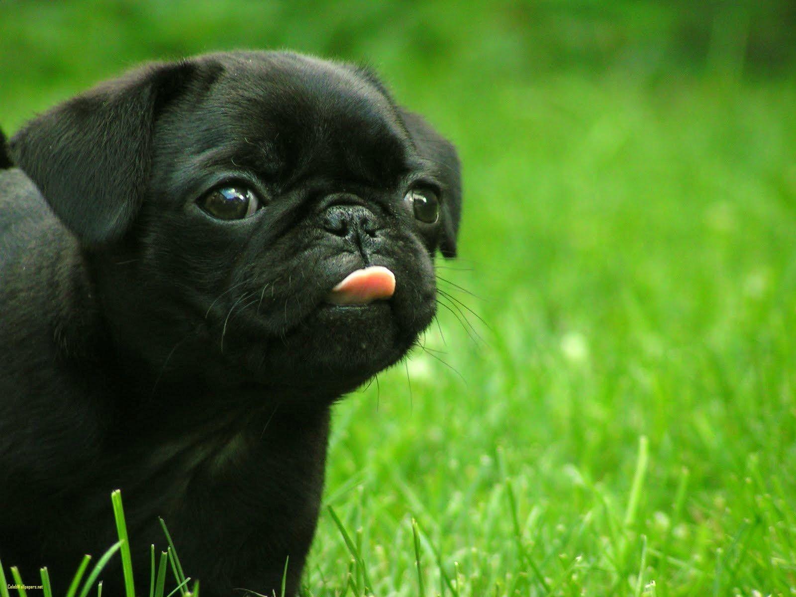 1600x1200 Hình nền con chó con dễ thương - Con chó con màu đen dễ thương, Hình nền HD