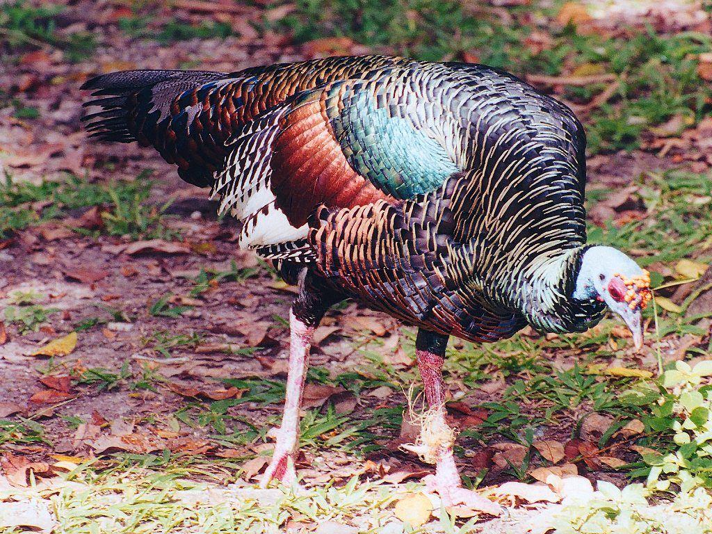 1024x768 Kiwi Bird Website Map
