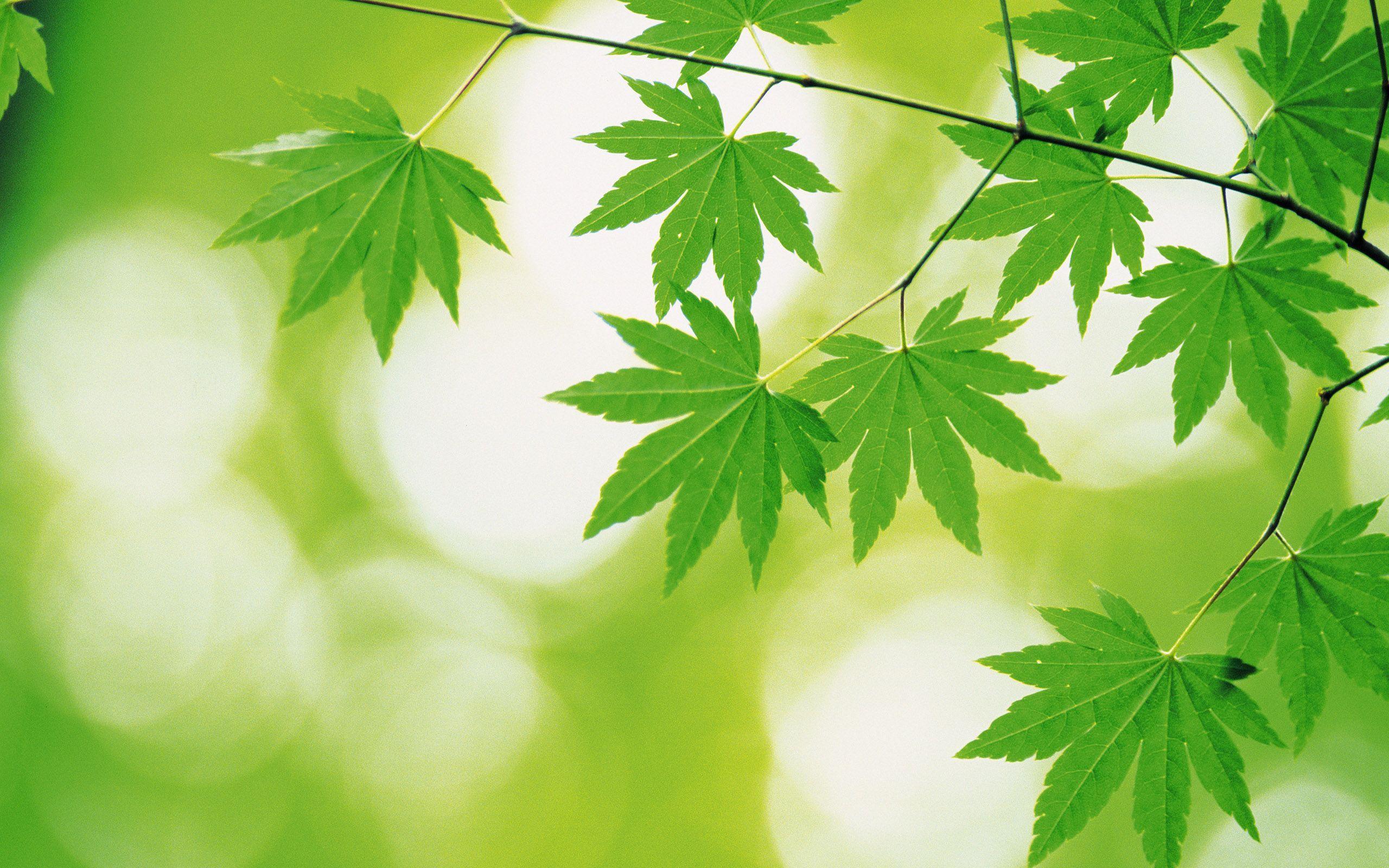 2560x1600 High Resolution Environment Wallpaper at