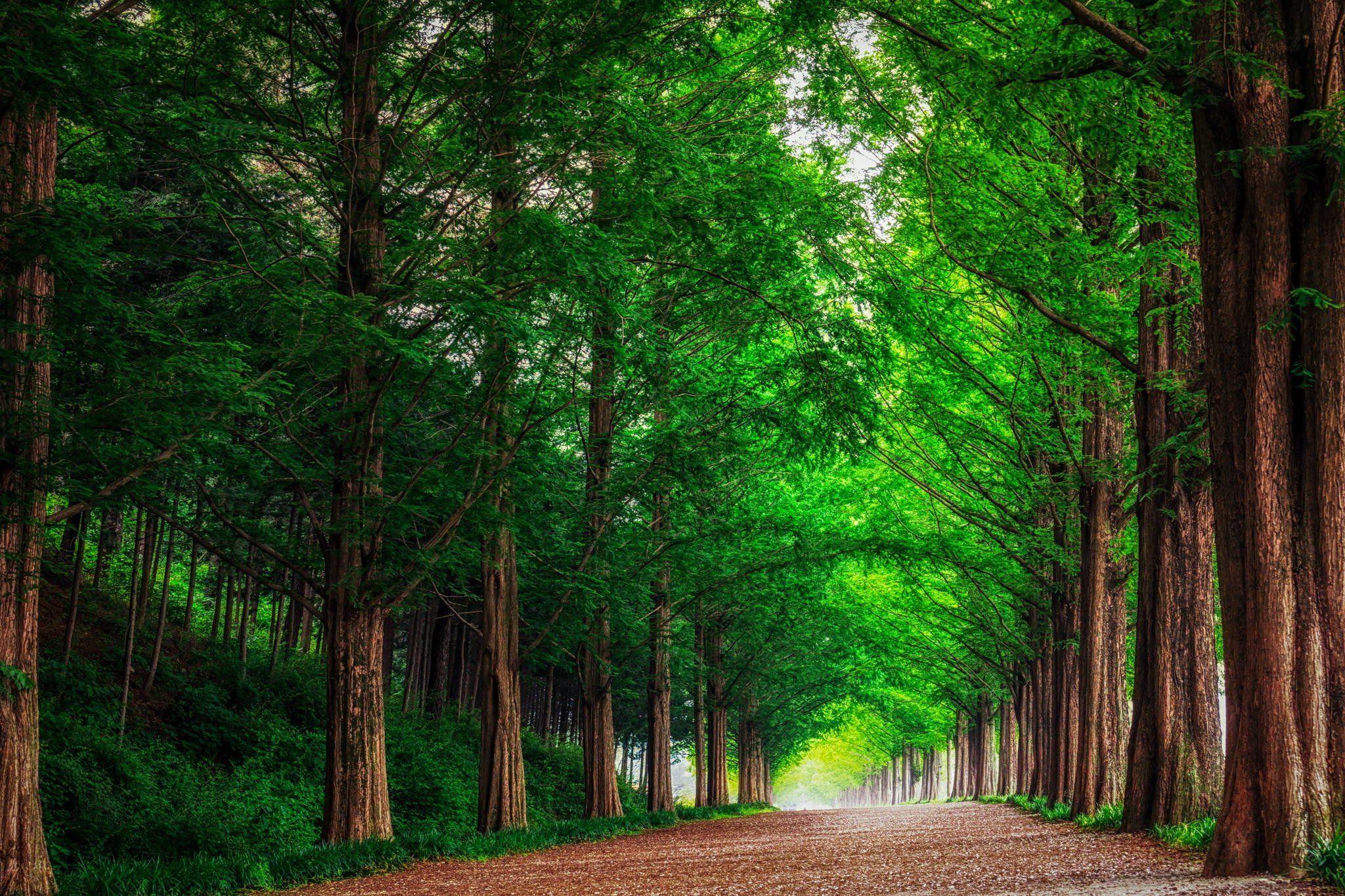 2048x1365 Landscape nature forest trees metasekvoya road alley South Korea