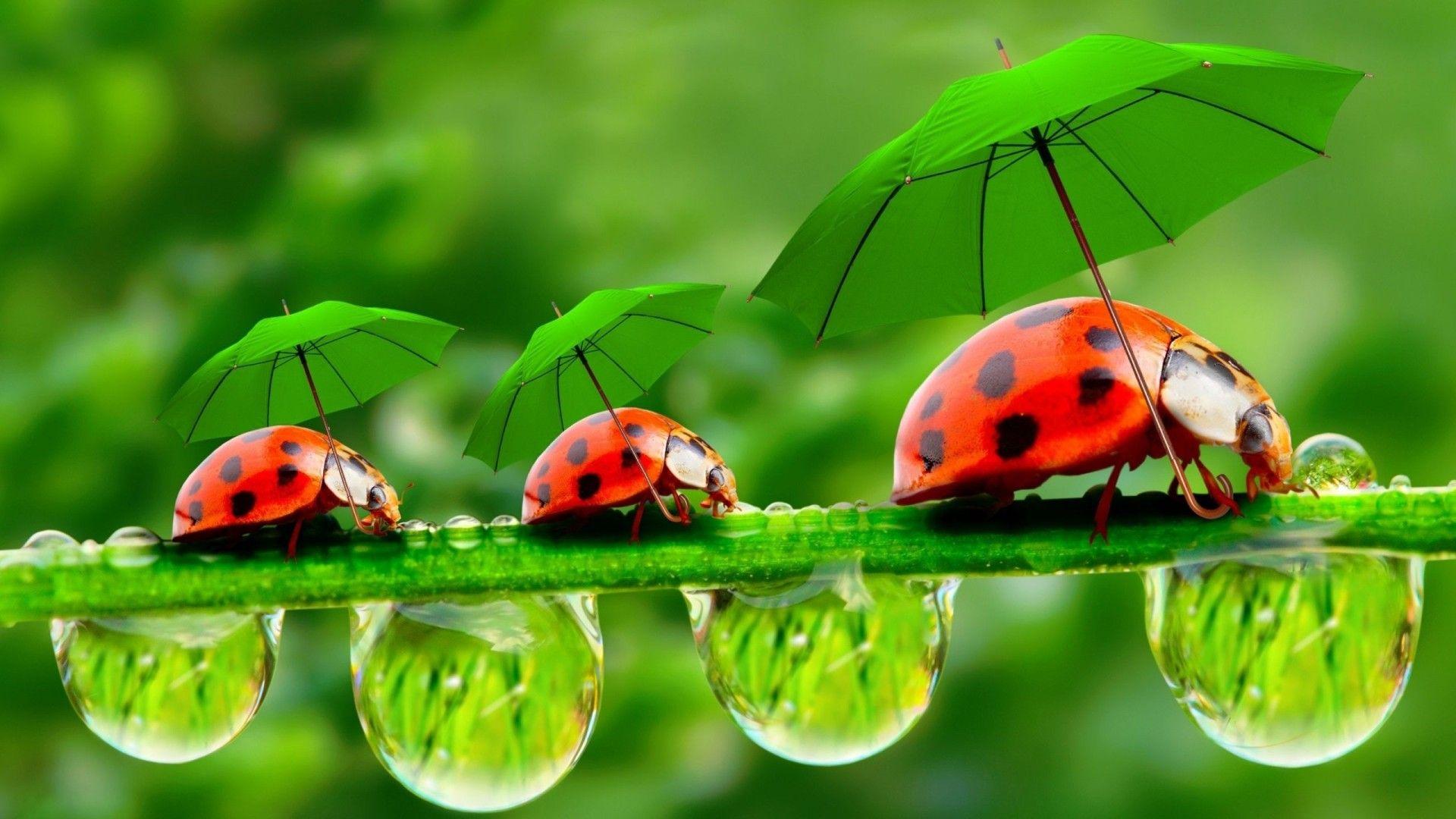 Bugs Wallpapers - Top Free Bugs Backgrounds - WallpaperAccess