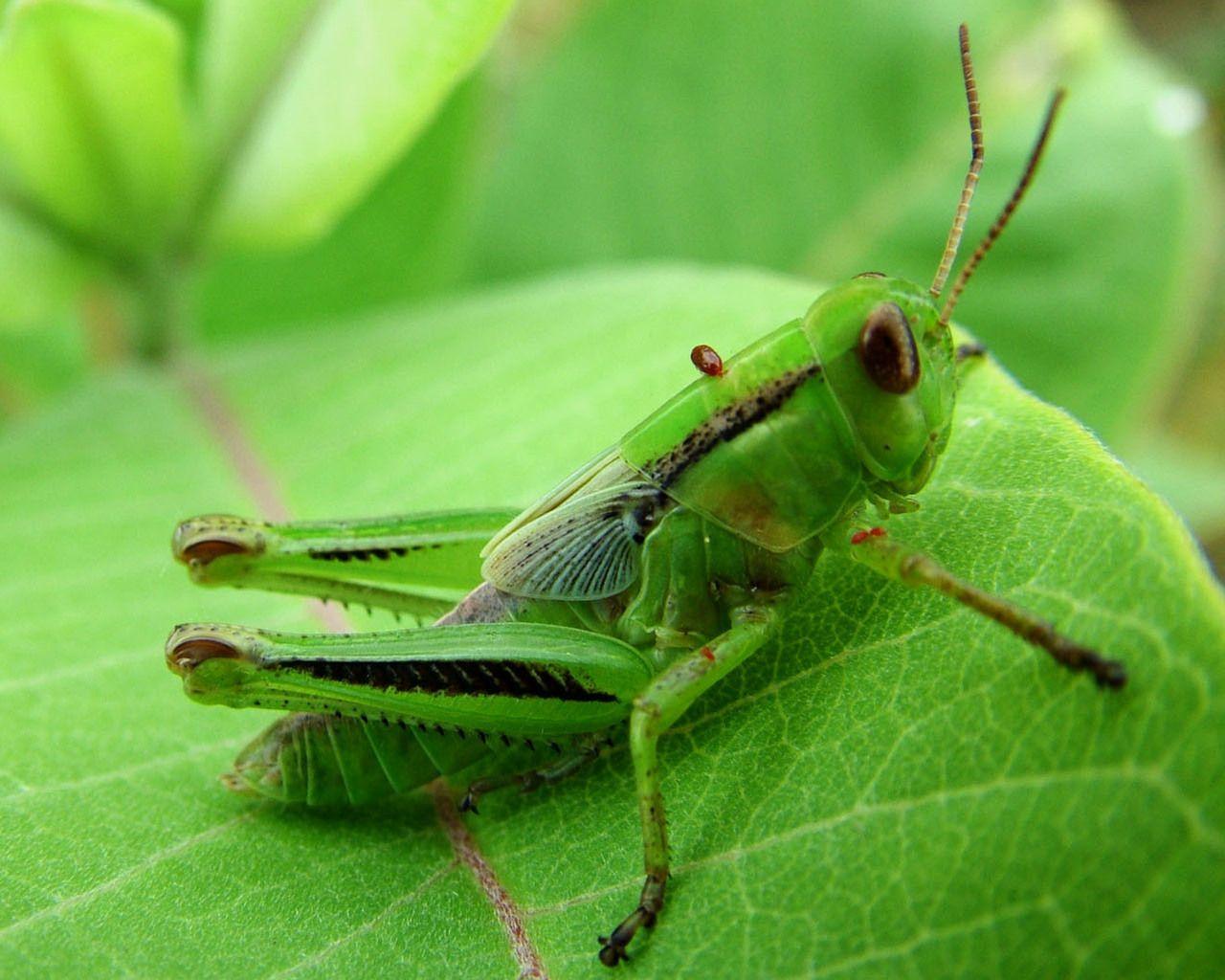 1280x1024 Green Bug Wallpaper