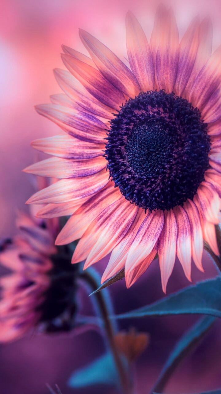 Purple Sunflower Wallpapers - Top Free Purple Sunflower Backgrounds