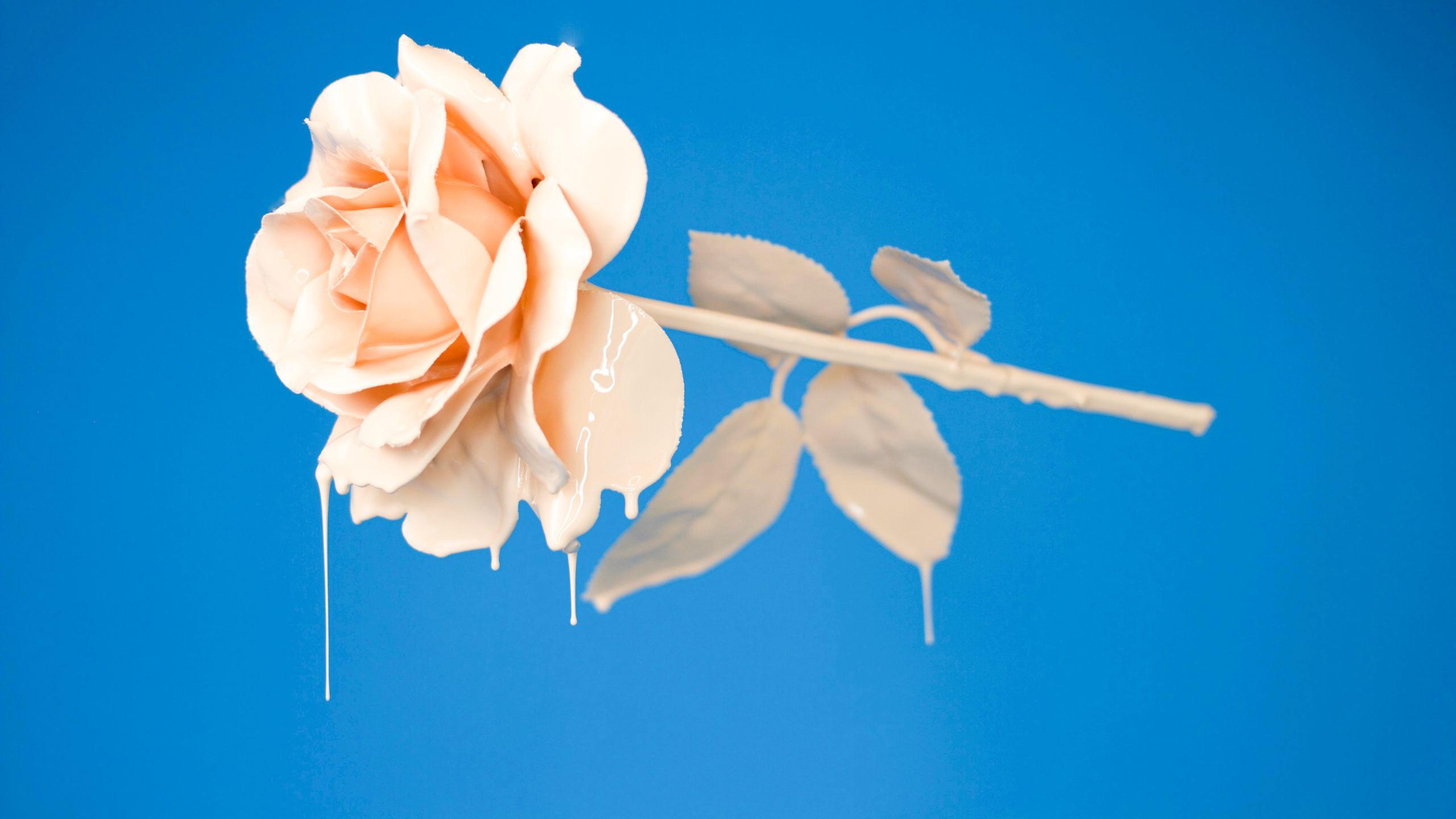 2560x1440 Liquid Rose 1440P Resolution Wallpaper, HD Flowers