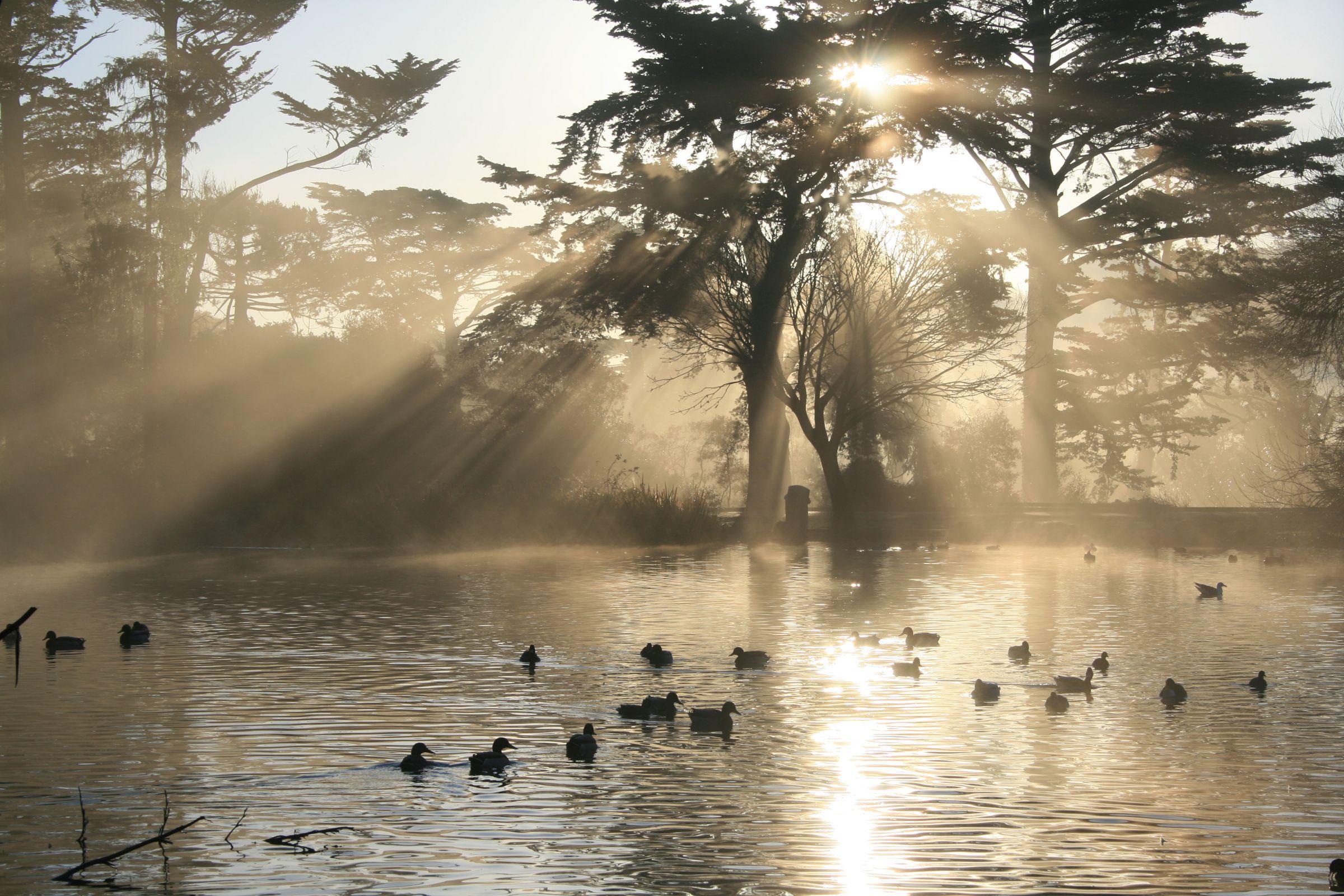 2400x1600 Duck HD Wallpaper