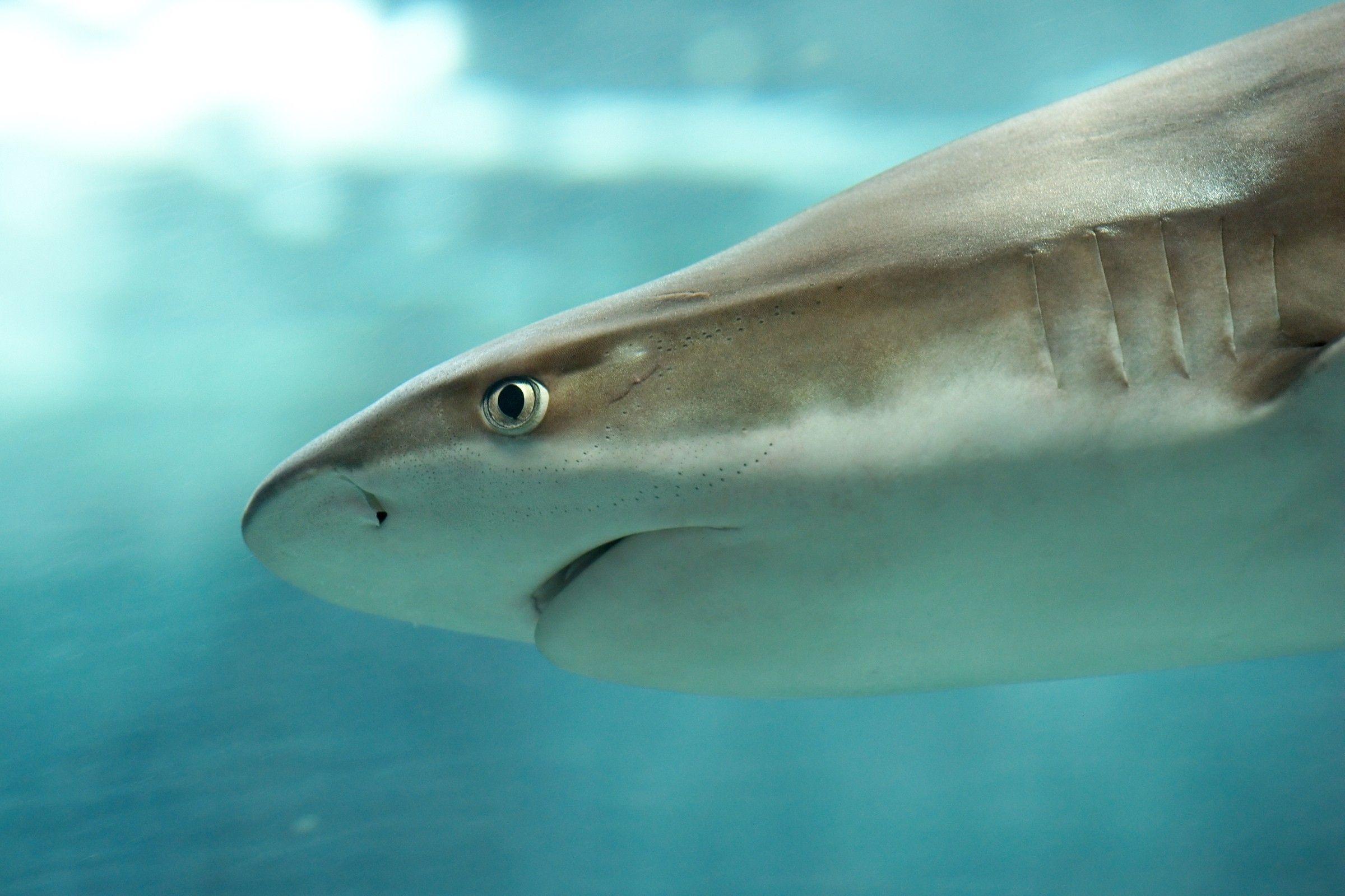 2400x1600 sharks underwater 2400x1600 wallpaper High Quality