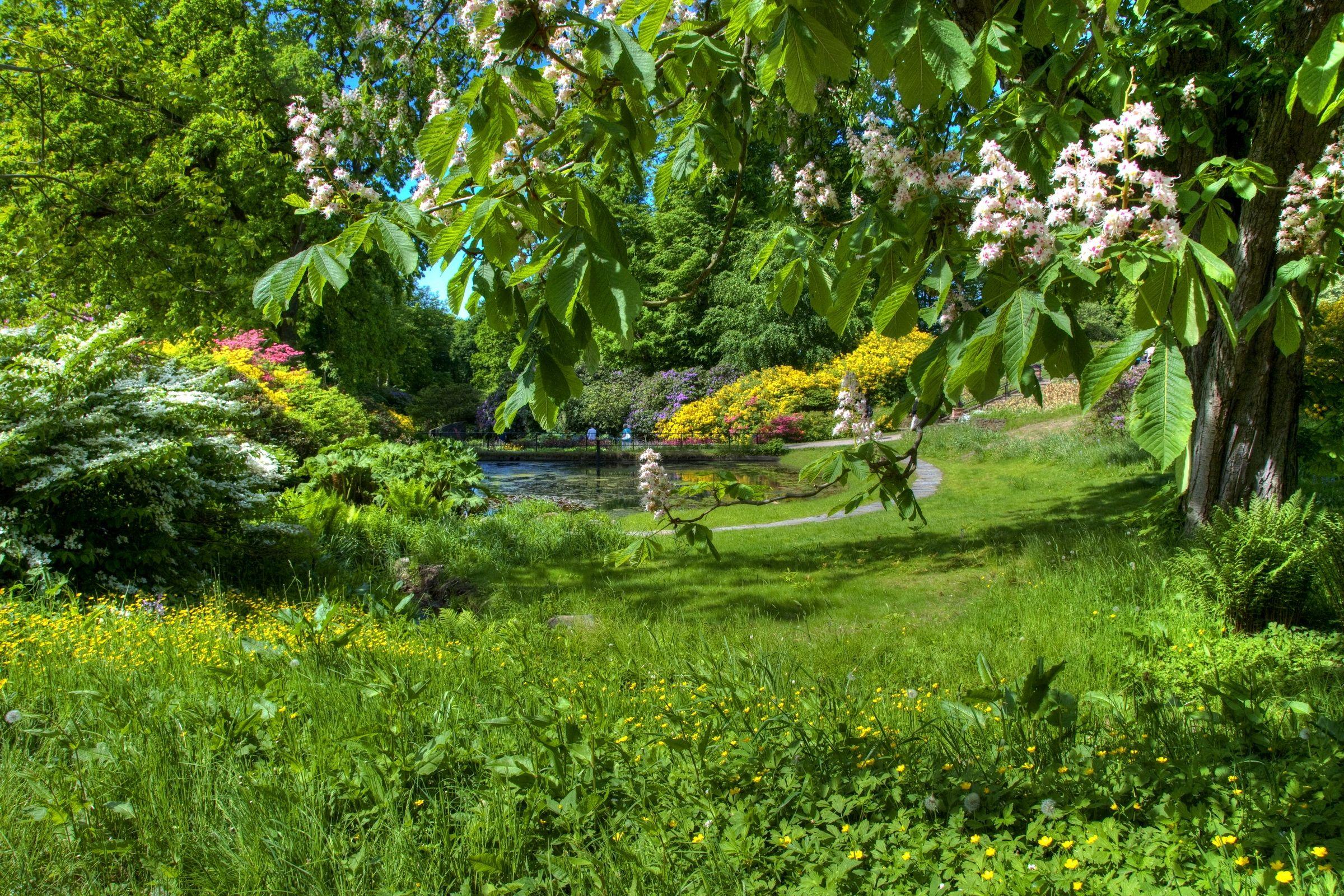 2400x1600 Download wallpaper 2400x1600 chestnut, spring, flowering