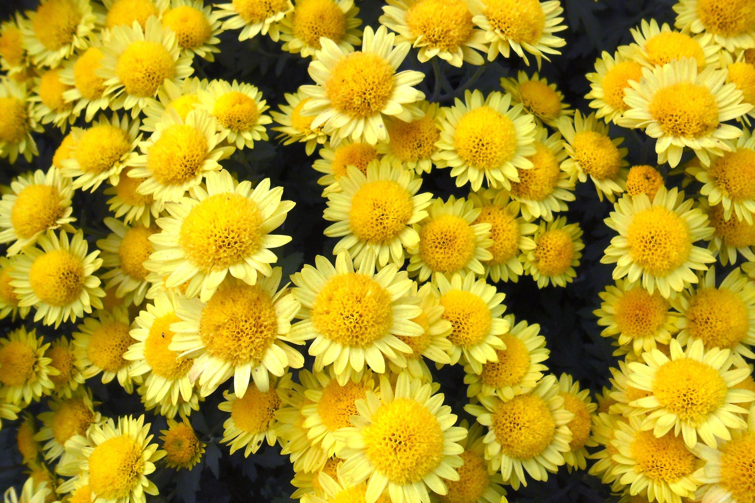 2400x1600 Desktop Wallpaper Yellow Mums Flowers Closeup 2400x1600