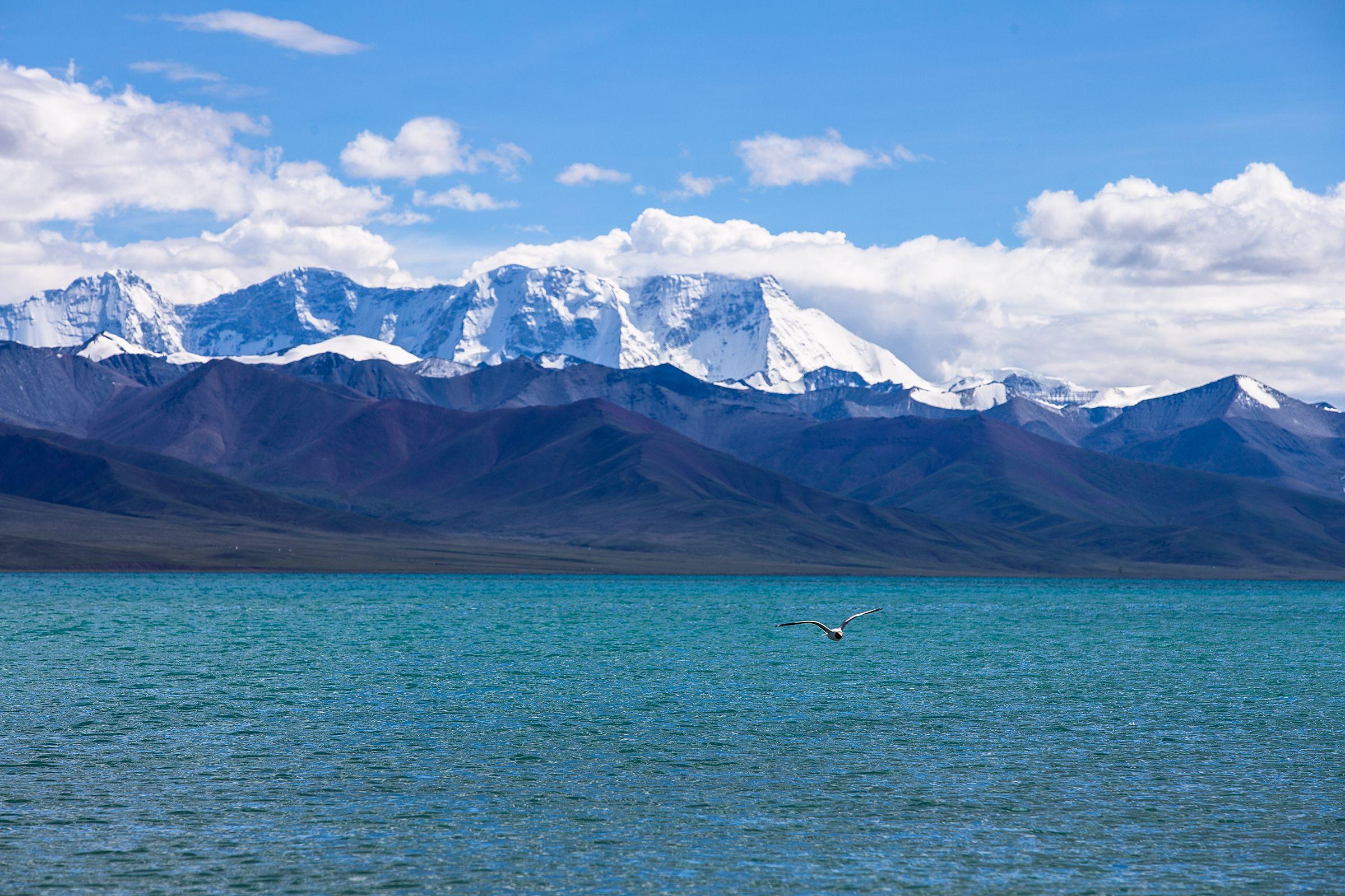 2400x1600 Download wallpaper 2400x1600 seagull, sea, mountains, flight