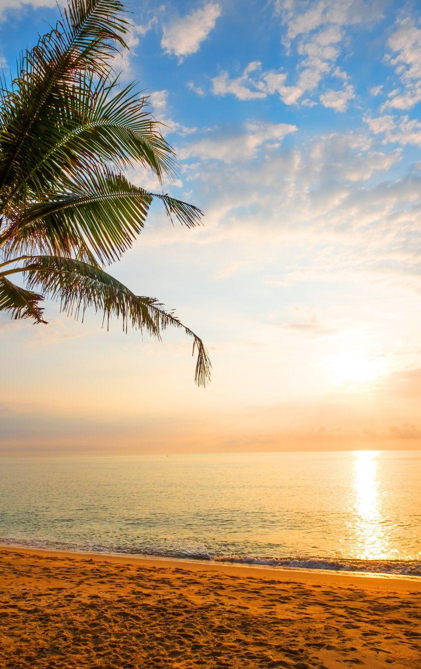 840x1336 Download 840x1336 wallpaper palm tree, sand, beach, sunny