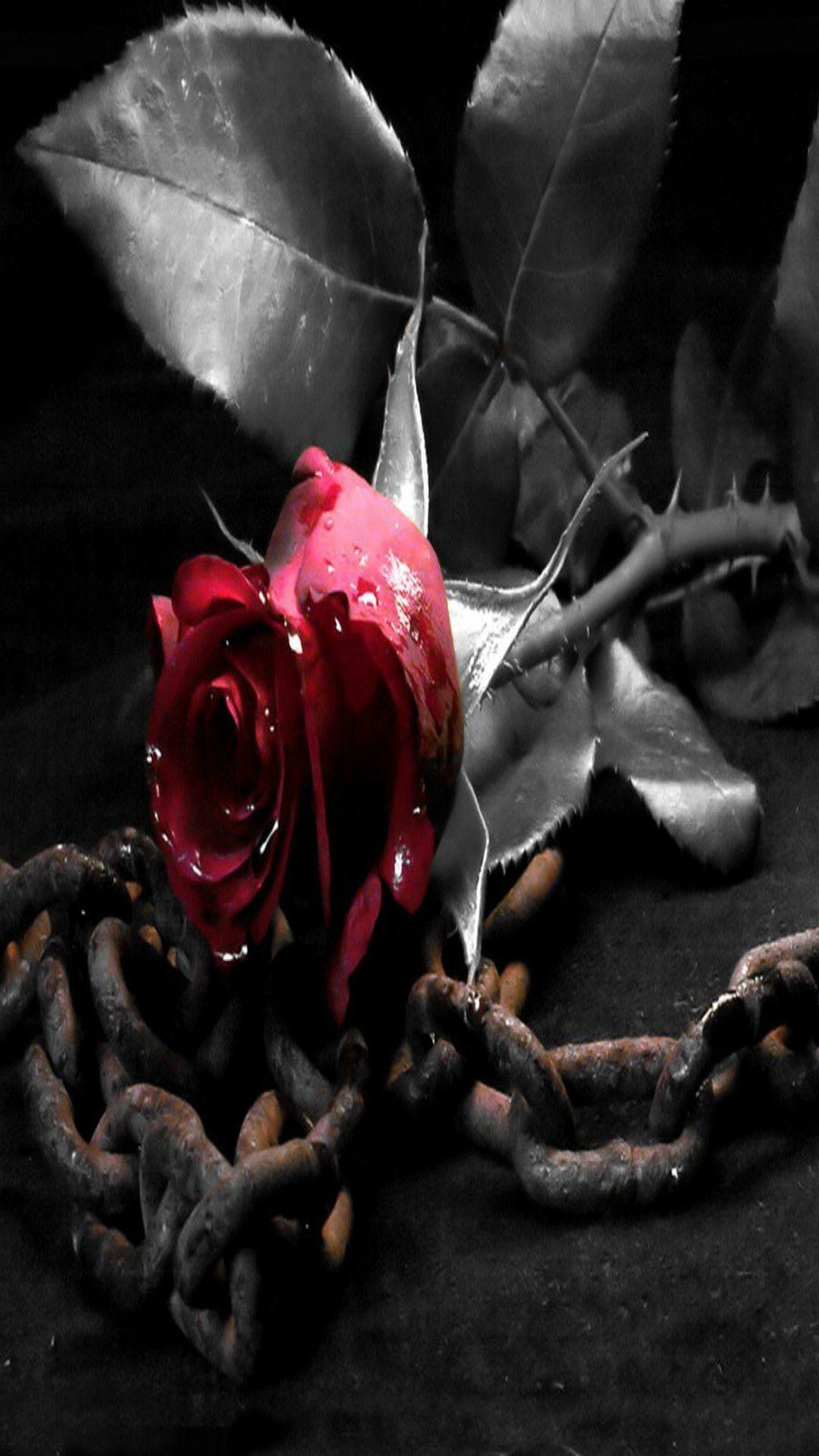 1080x1920 Black And White Rose iPhone Wallpaper Red Rose Wallpaper