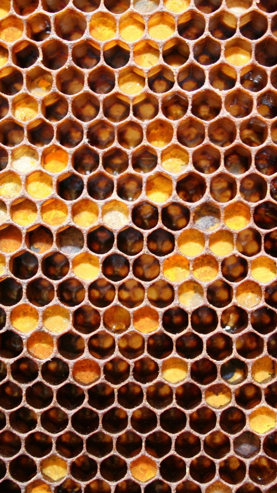 938x1668 Download wallpaper 938x1668 honeycombs, may honey, honey