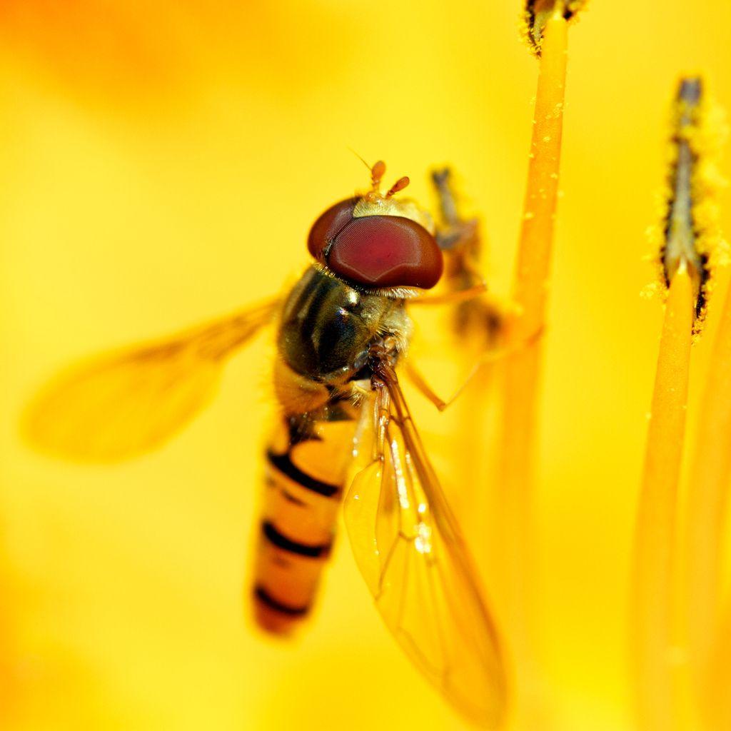 1024x1024 Free download Honey Bee iPad Wallpaper Download iPhone Wallpaper