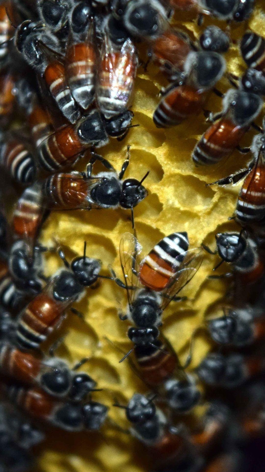 1080x1920 Many Bees, Honeycomb, Honey 1080x1920 IPhone 8 7 6 6S Plus