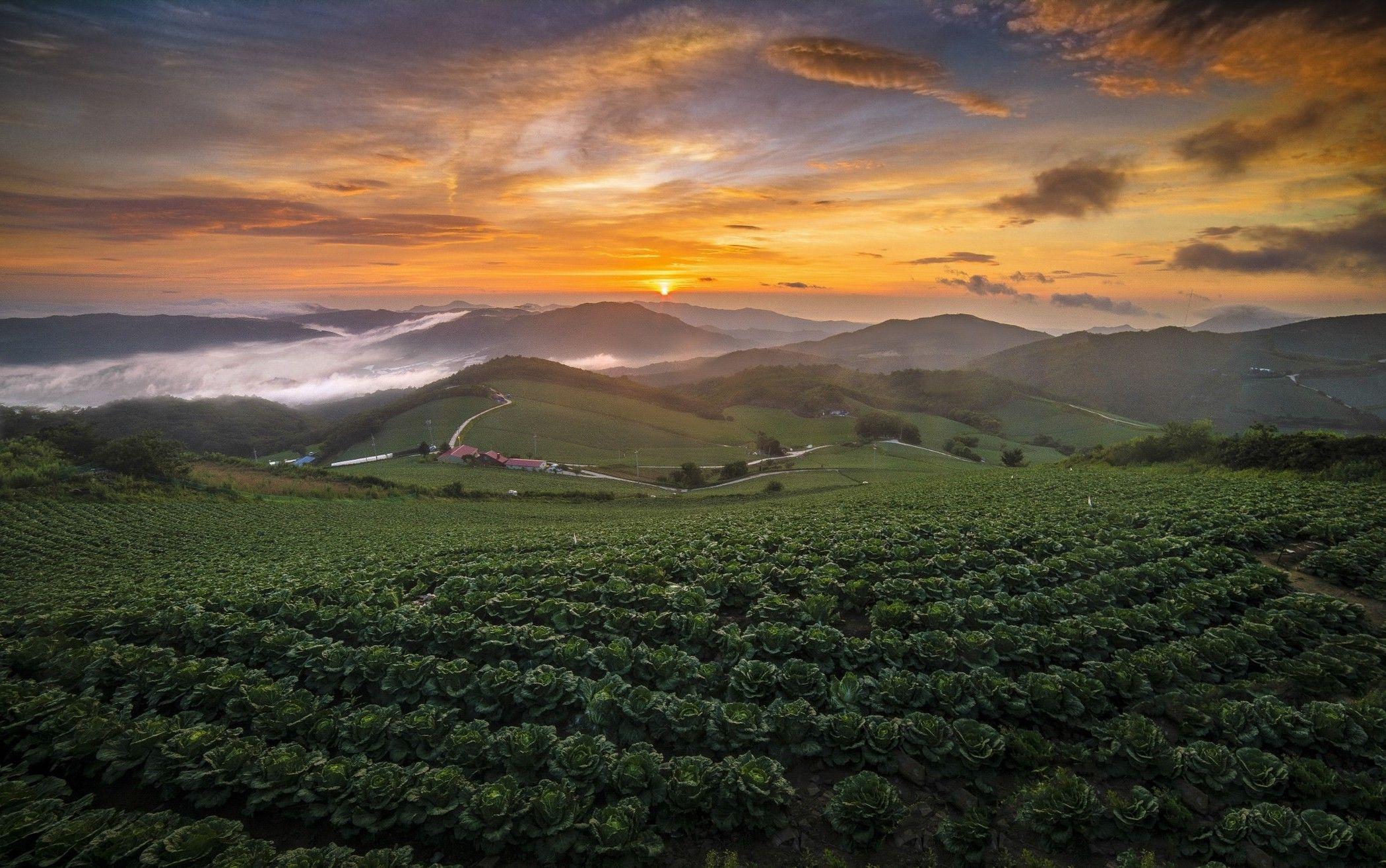 2100x1315 Wallpaper : 2100x1315 px, cabbage, clouds, field, hill, landscape