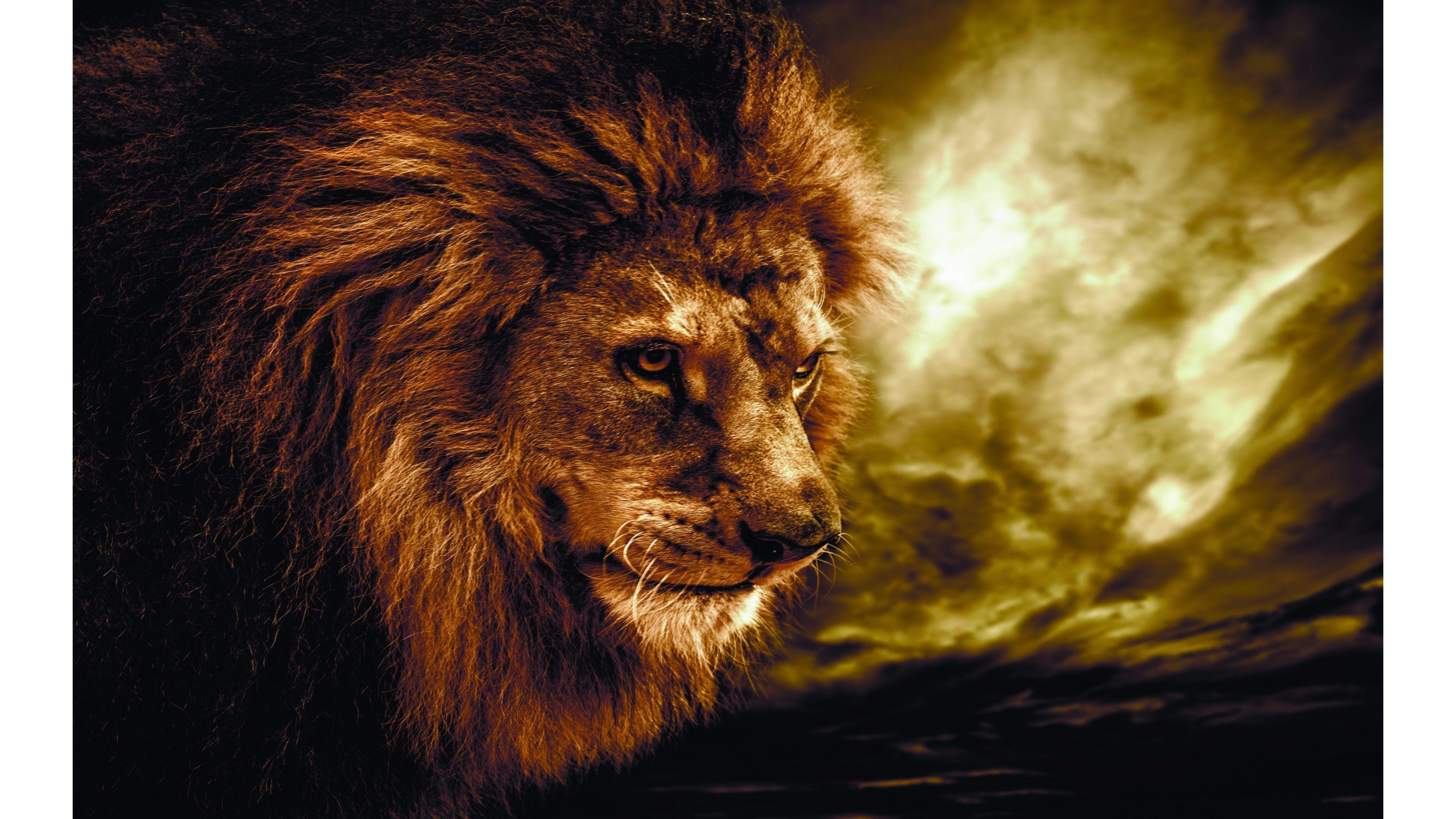 4K Lion Wallpapers - Top Free 4K Lion Backgrounds - WallpaperAccess