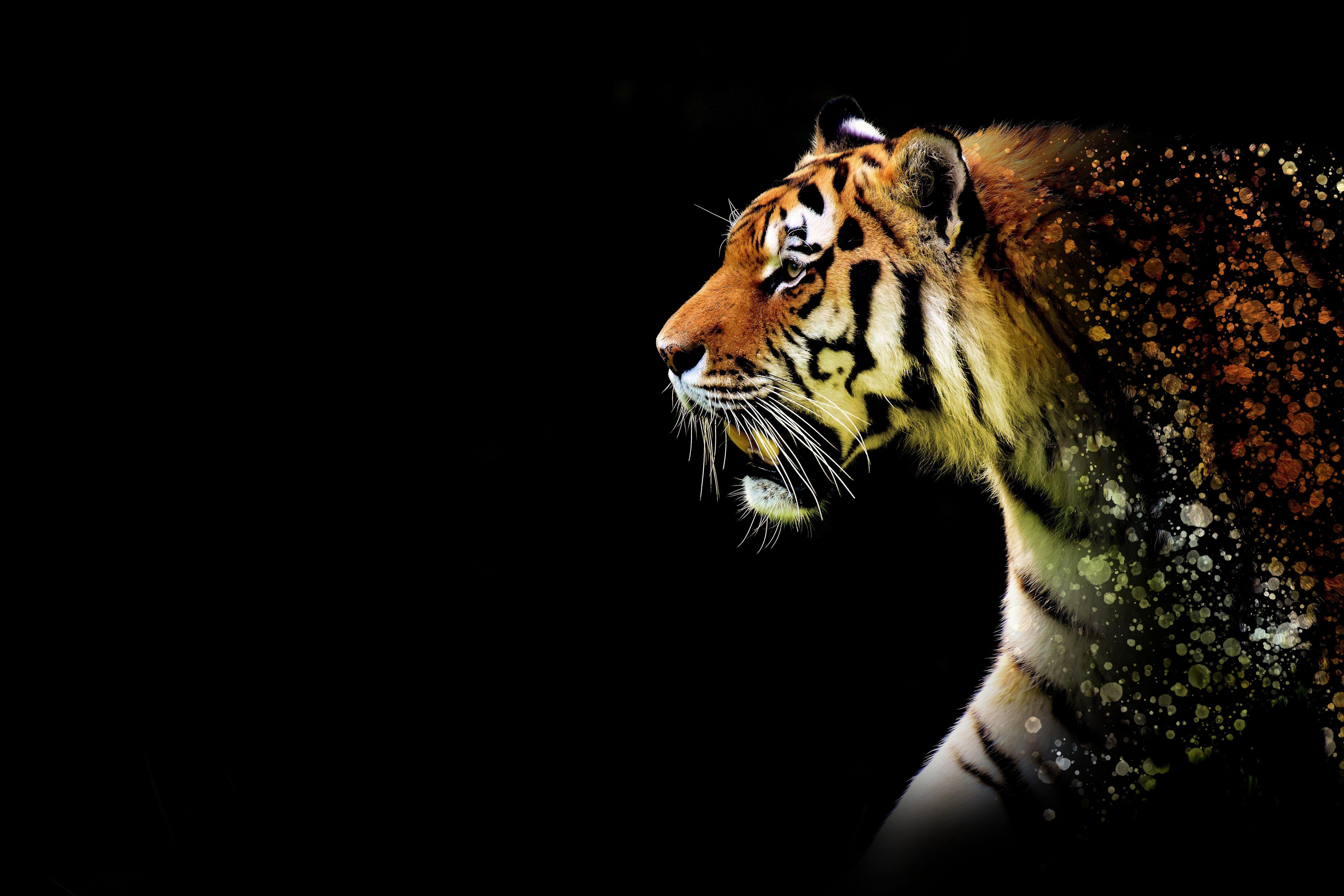 Abstract Tiger Hd Wallpapers Top Free Abstract Tiger Hd Backgrounds Wallpaperaccess