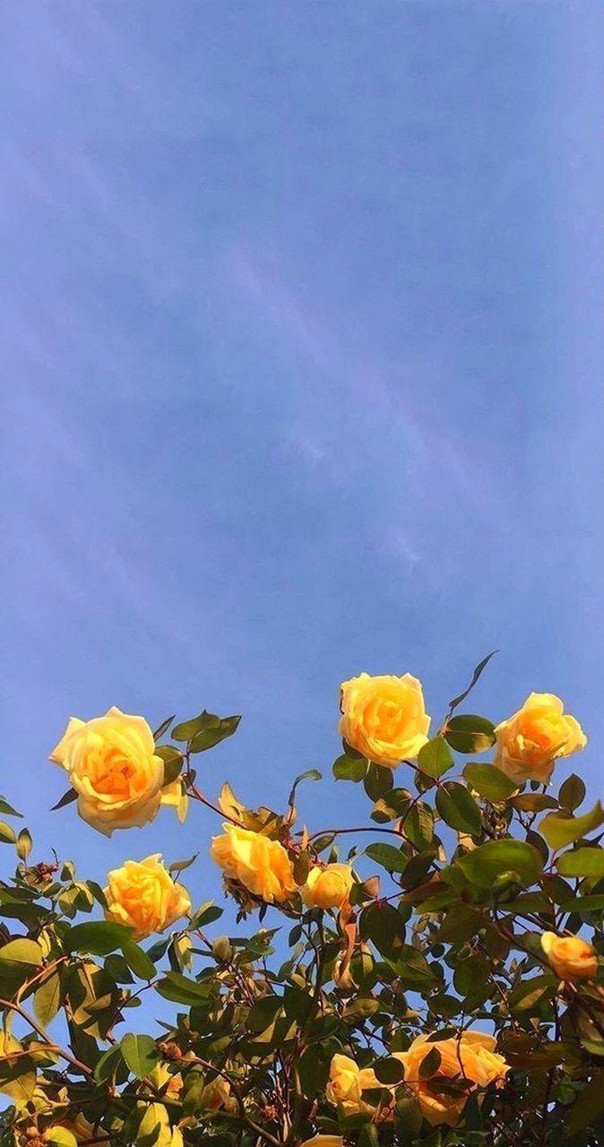 674x1280 Best Summer background with funny sun in vintage style