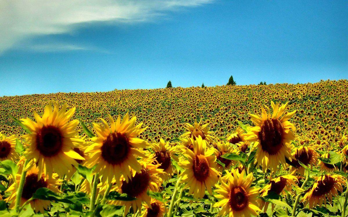 1200x750 Summer Laptop Wallpaper