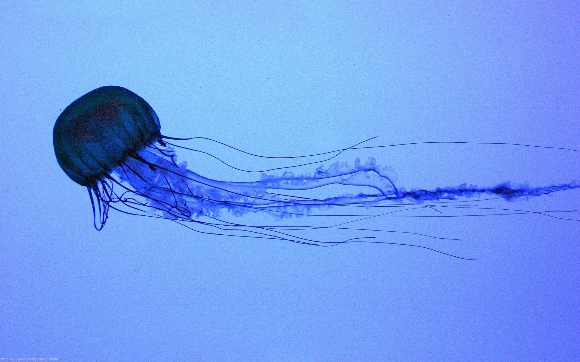 1920x1200 jellyfish, Water, Animals, Medusa Wallpaper HD / Desktop